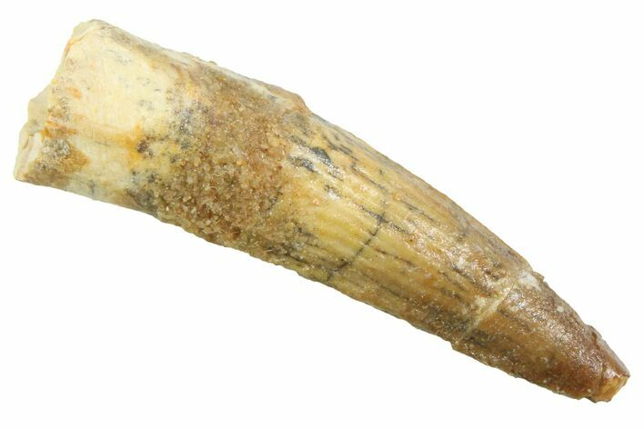 Juvenile Fossil Spinosaurus Tooth - Real Dinosaur Tooth #354824